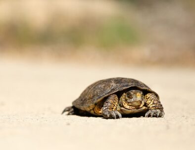 turtle crawling slowly